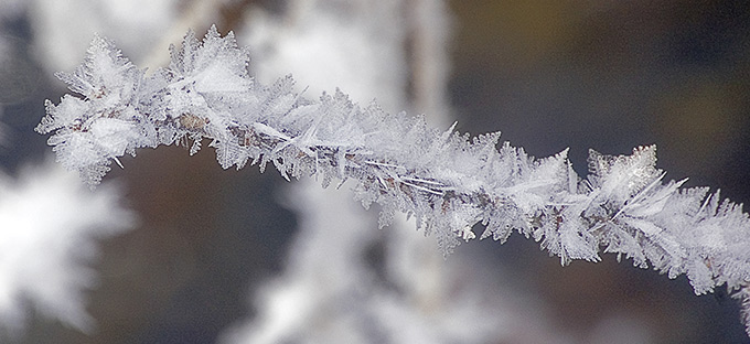 surrface hoar frost on a branch